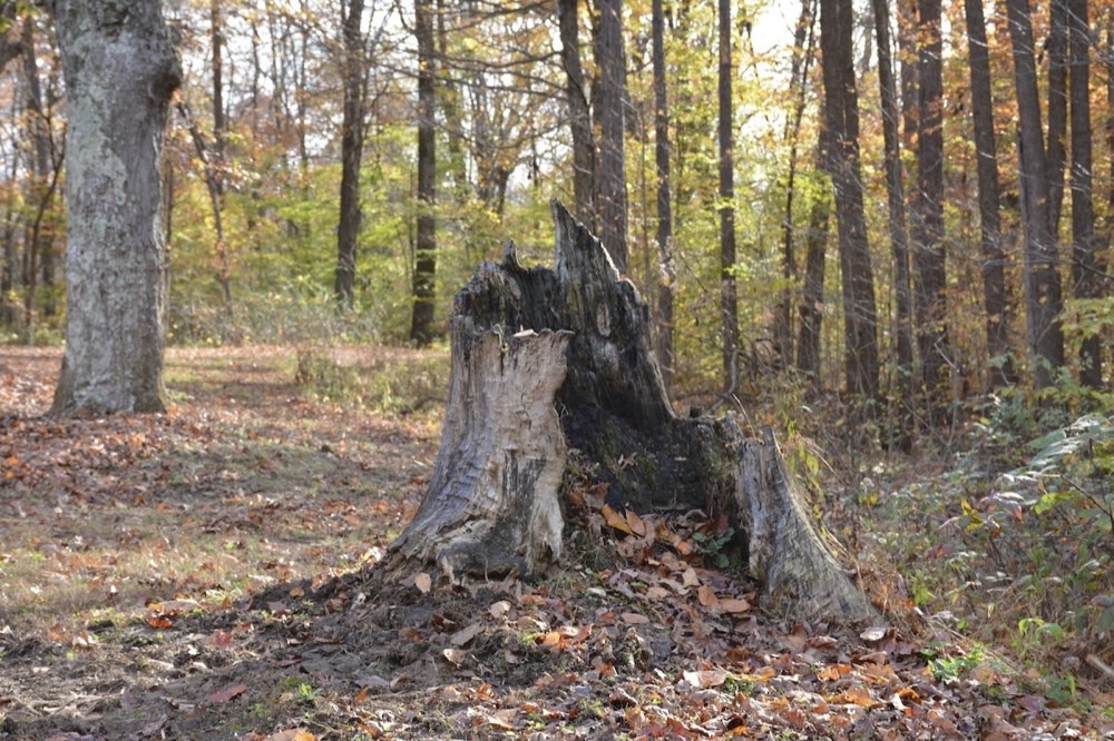 A Q&amp;A with Elizabeth Tucker