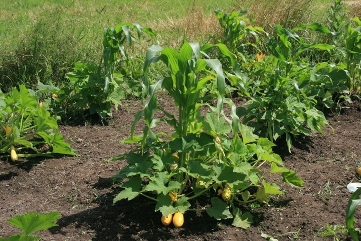 University Press of Colorado - Education